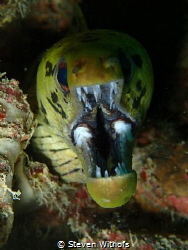 Tiger moray eel by Steven Withofs 